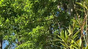 A forested area with tall trees and a grassy path. - Apartment I" between Bordeaux and the Atlantic "Mimosa" (Brach)