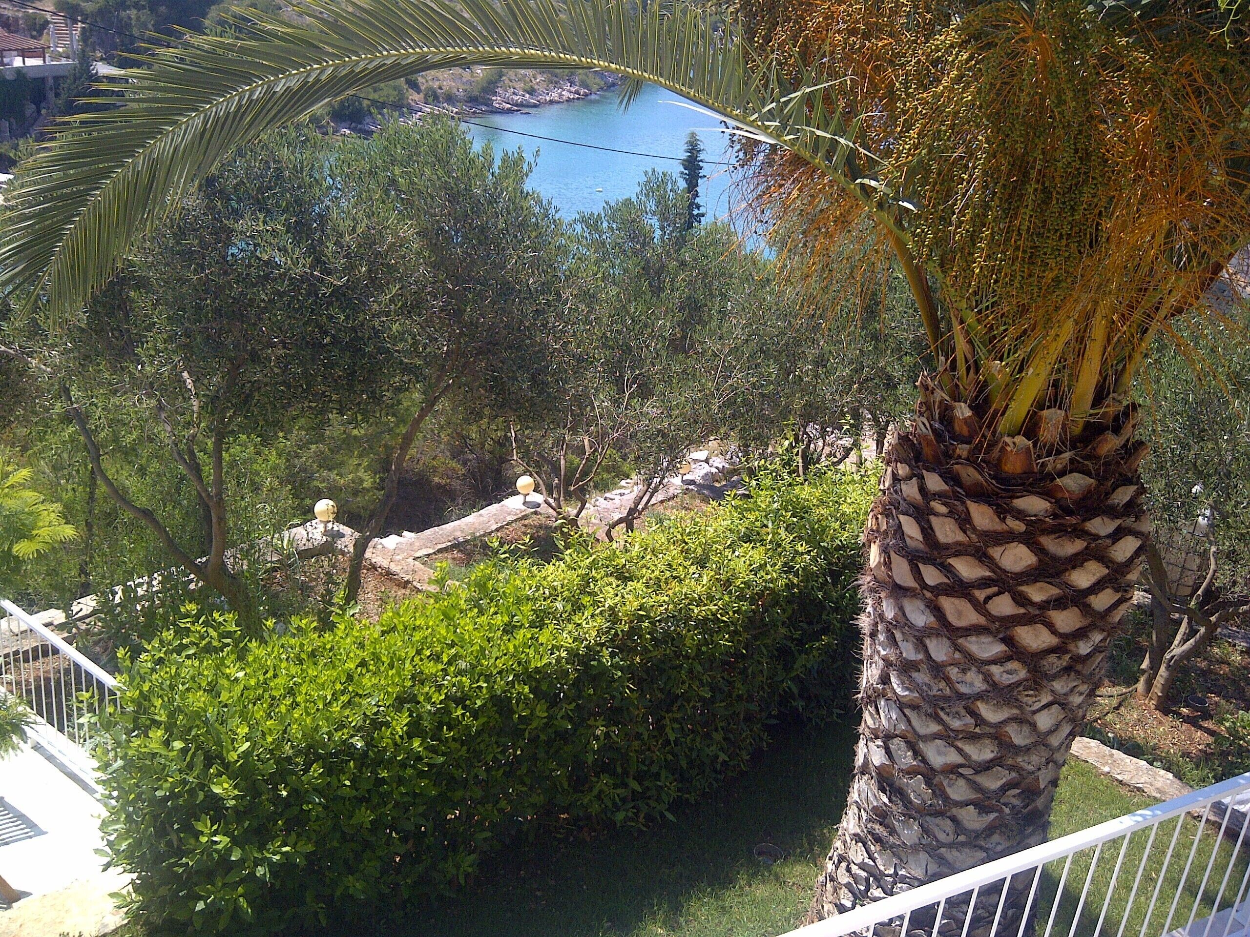 Une vue d’un jardin luxuriant, avec un palmier, un feuillage dense et un ciel bleu clair.