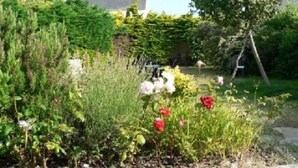 Ein Garten mit verschiedenen Pflanzen und Blumen, ein Baum und ein Gebäude im Hintergrund.