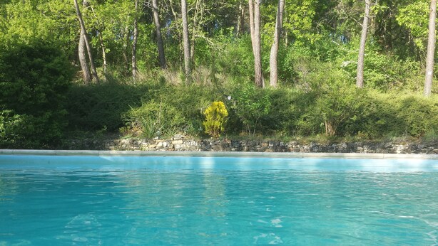 Una piscina azul cristalina rodeada de abundante follaje y árboles.