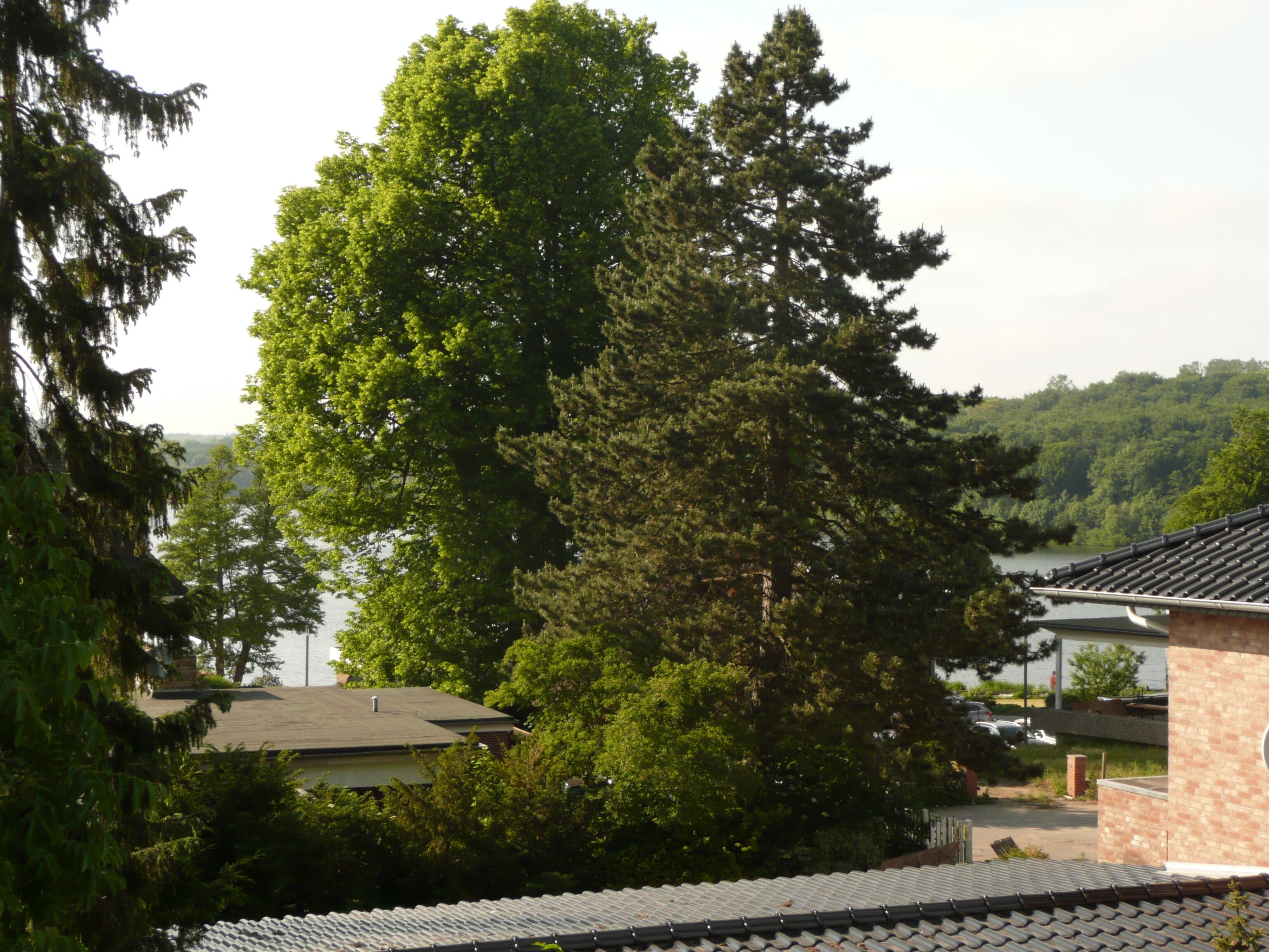 A residential area with a large tree in the foreground, a building with a tiled roof, and a view of a lake in the background.
