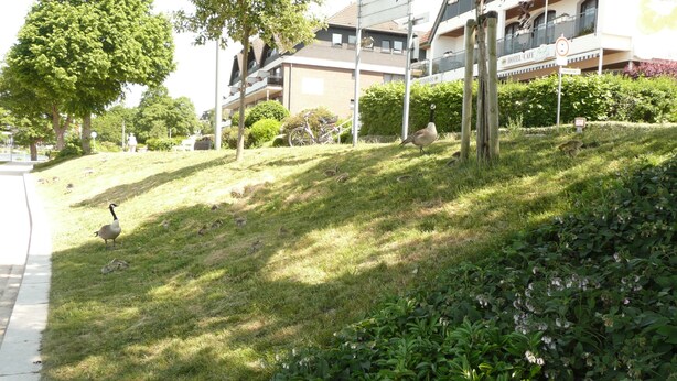 A residential area with a grassy slope, a sidewalk, and a building with balconies.