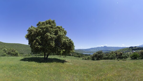 Un arbre se dresse dans un champ herbeux, avec une chaîne de montagnes en arrière-plan.