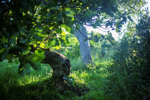 A natural outdoor scene with a large tree trunk and dense foliage. - Housing for tourist use N1 (Carucedo)