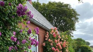 A brick house with a brick pathway leading to a wooden door. - Vacation apartment in the Rosenhaus am See (Dagebüll)