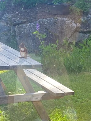 Property grounds - Vacation home by Lake Naren - tranquillity, nature & adventure in Värmland, dogs welcome (Hagfors)