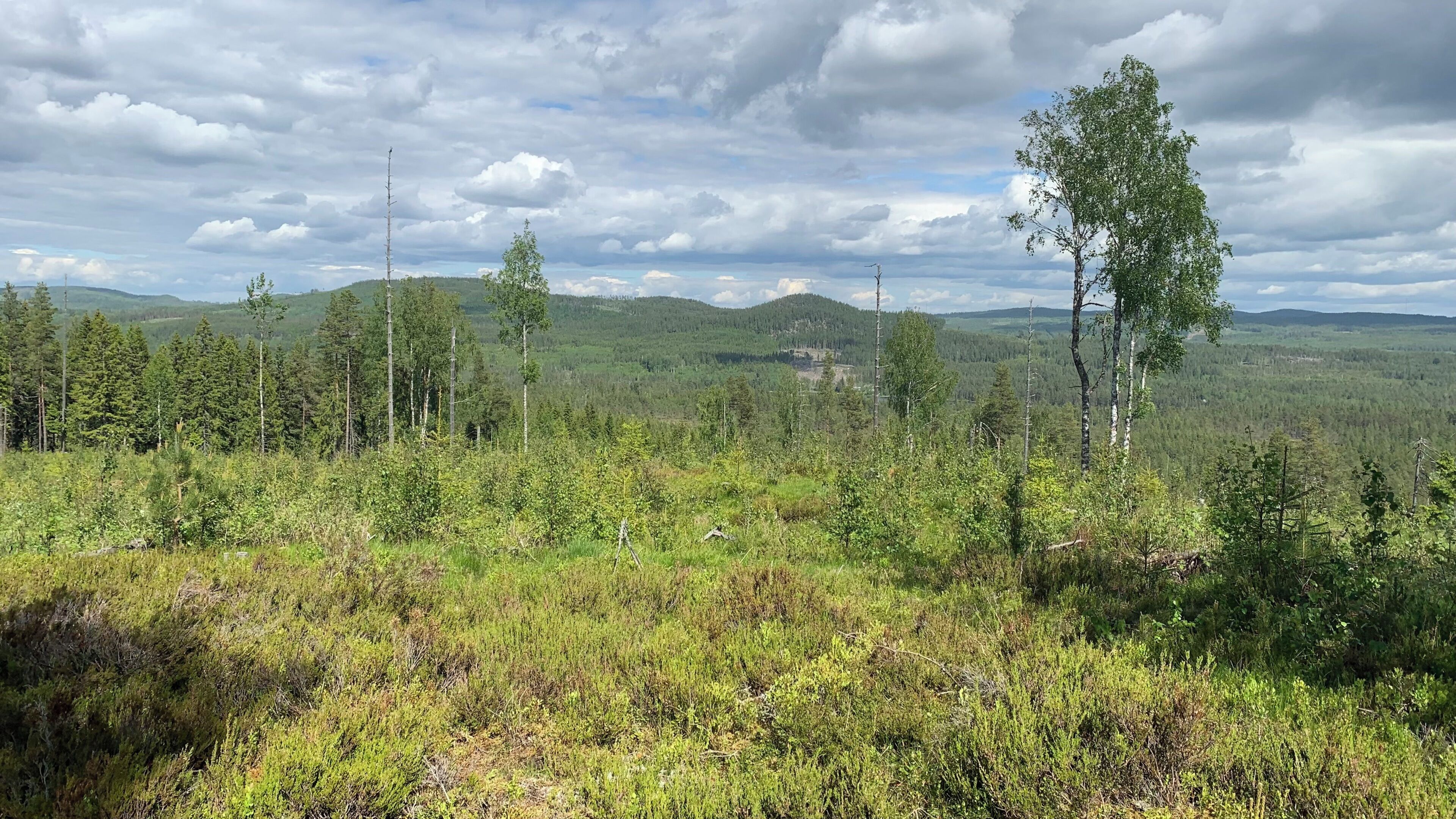 Paesaggio naturale con alberi, arbusti e uno sfondo collinare.