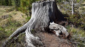 Un tocón de árbol grande y erosionado rodeado de vegetación escasa y algunos árboles pequeños.