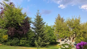 Un jardín con varios árboles y plantas con flores.