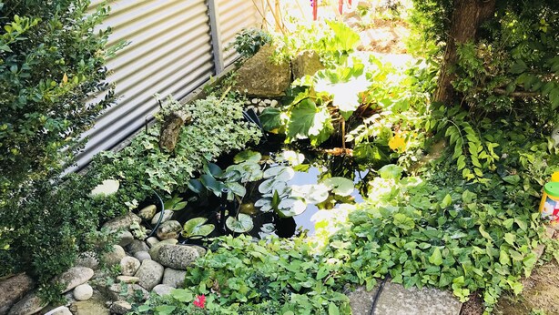 A garden with a pond, rocks, and various plants. - Holiday tower Niederstetten (Niederstetten)