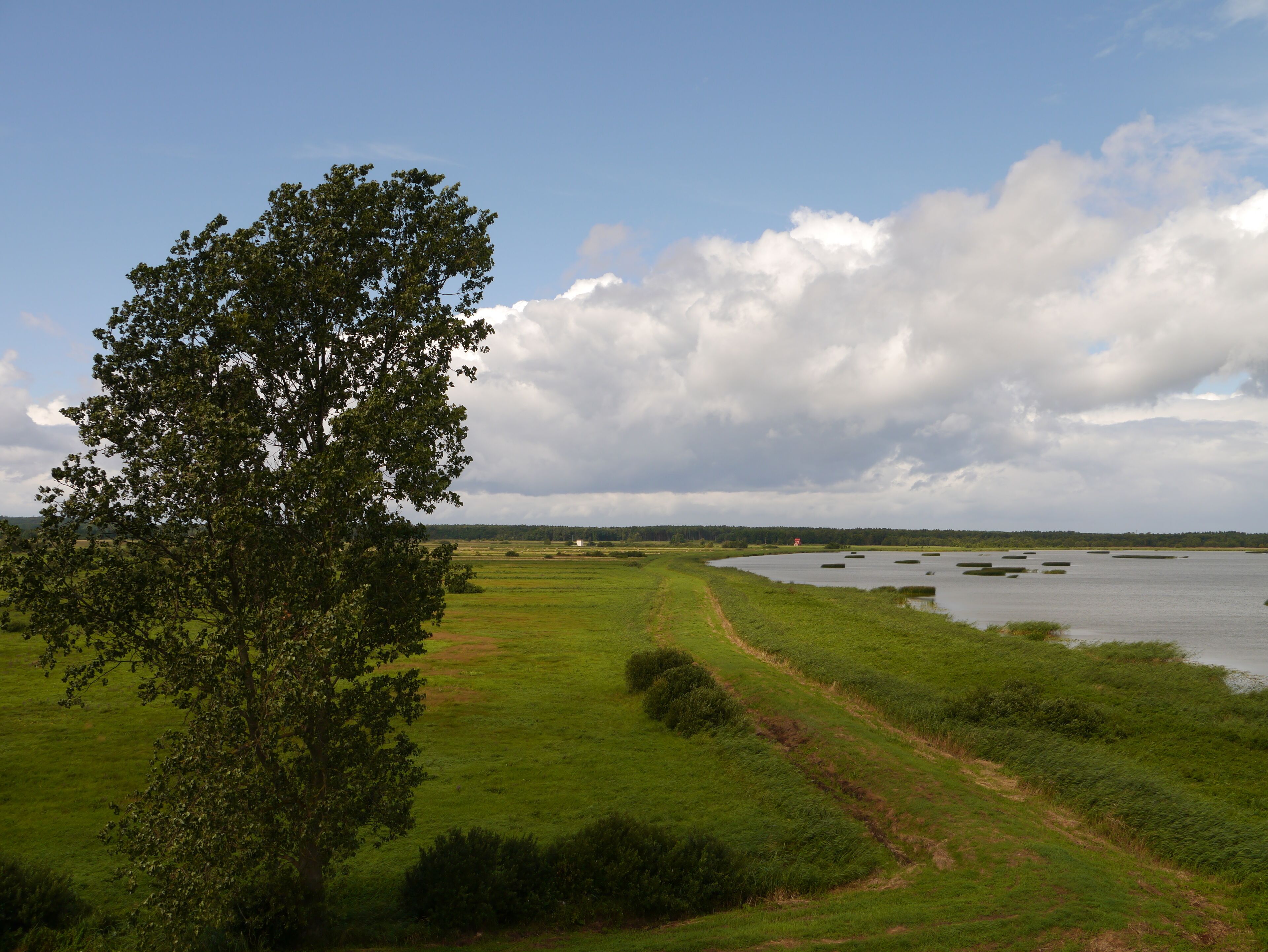 Een grasland met een boom, een pad en een waterpartij.