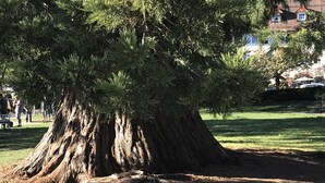 Uma grande árvore com tronco robusto e folhagem densa em um parque.