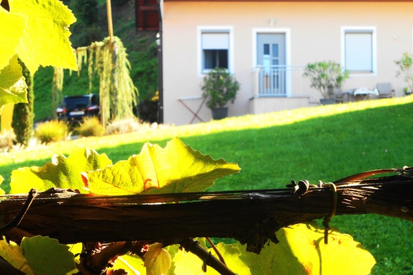 Ein Blick aus der Weinlaube zur Ferienwohnung
