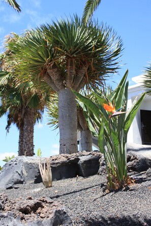 Een rotsachtig landschap met een palmboom en een vogelparadijsbloem.