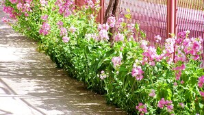Un sendero bordeado de flores rosadas y una cerca roja.