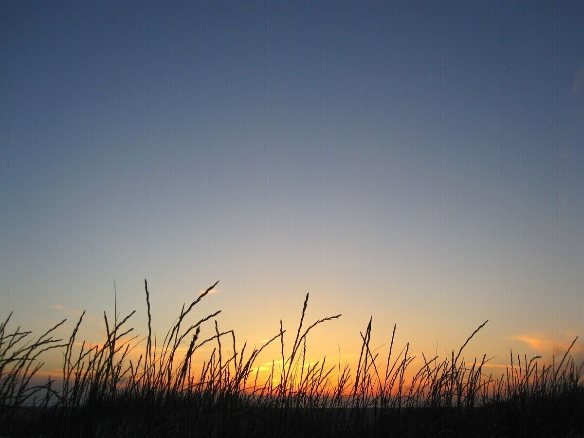 A sunset over a field of tall grass.