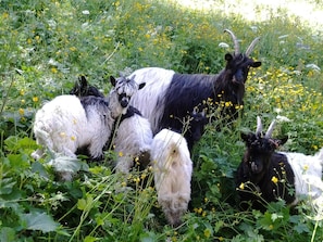Goats graze in a lush field surrounded by wildflowers.