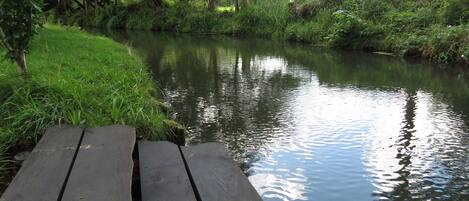A wooden dock extending over a calm river surrounded by lush greenery.