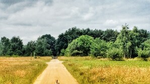 Une route de campagne avec un chien assis au milieu.