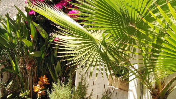 Un jardin où l’on trouve différentes espèces de plantes, notamment un grand palmier et des fleurs roses.