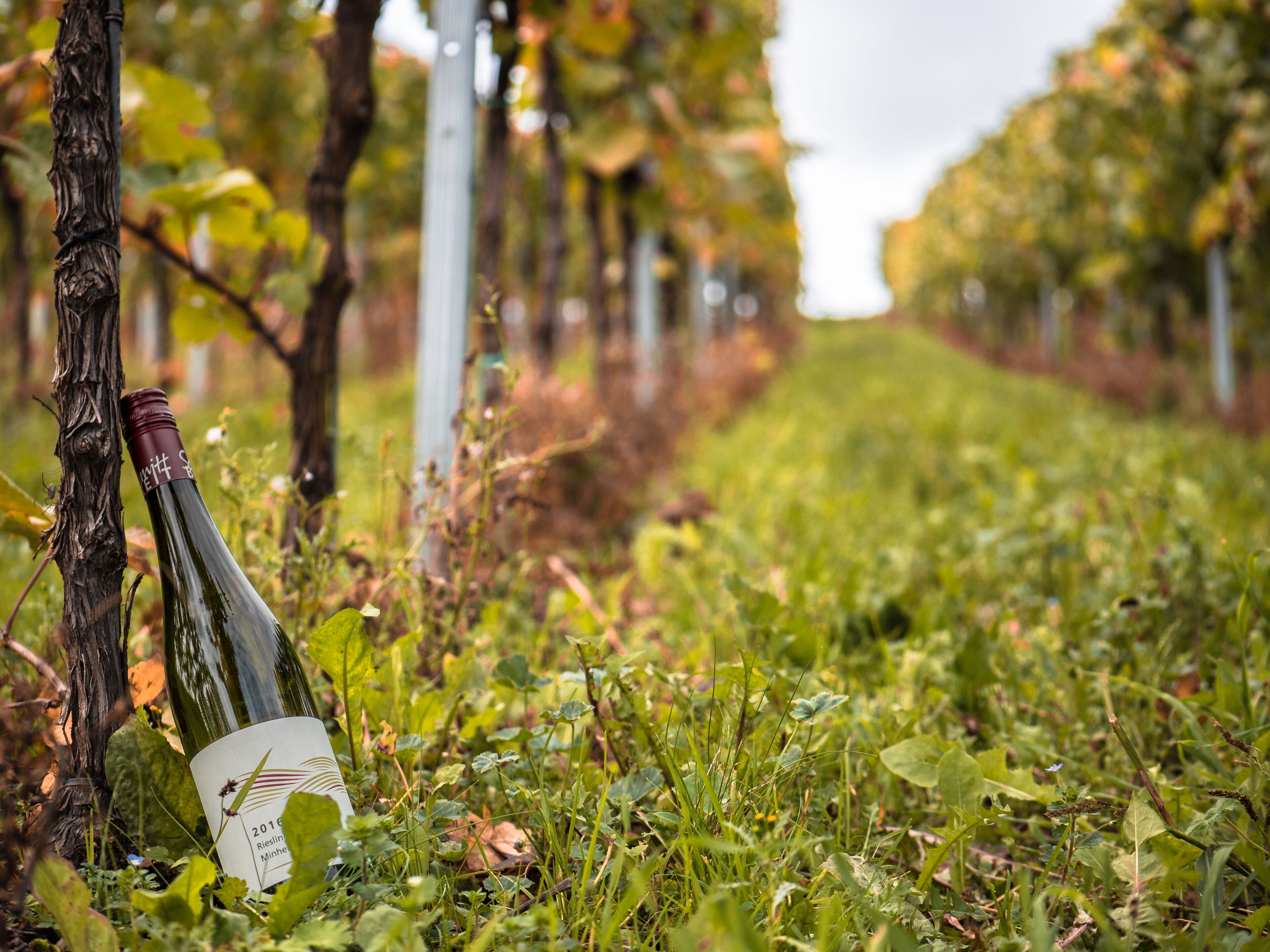 Cozy holiday in the winery on the Middle Mosel