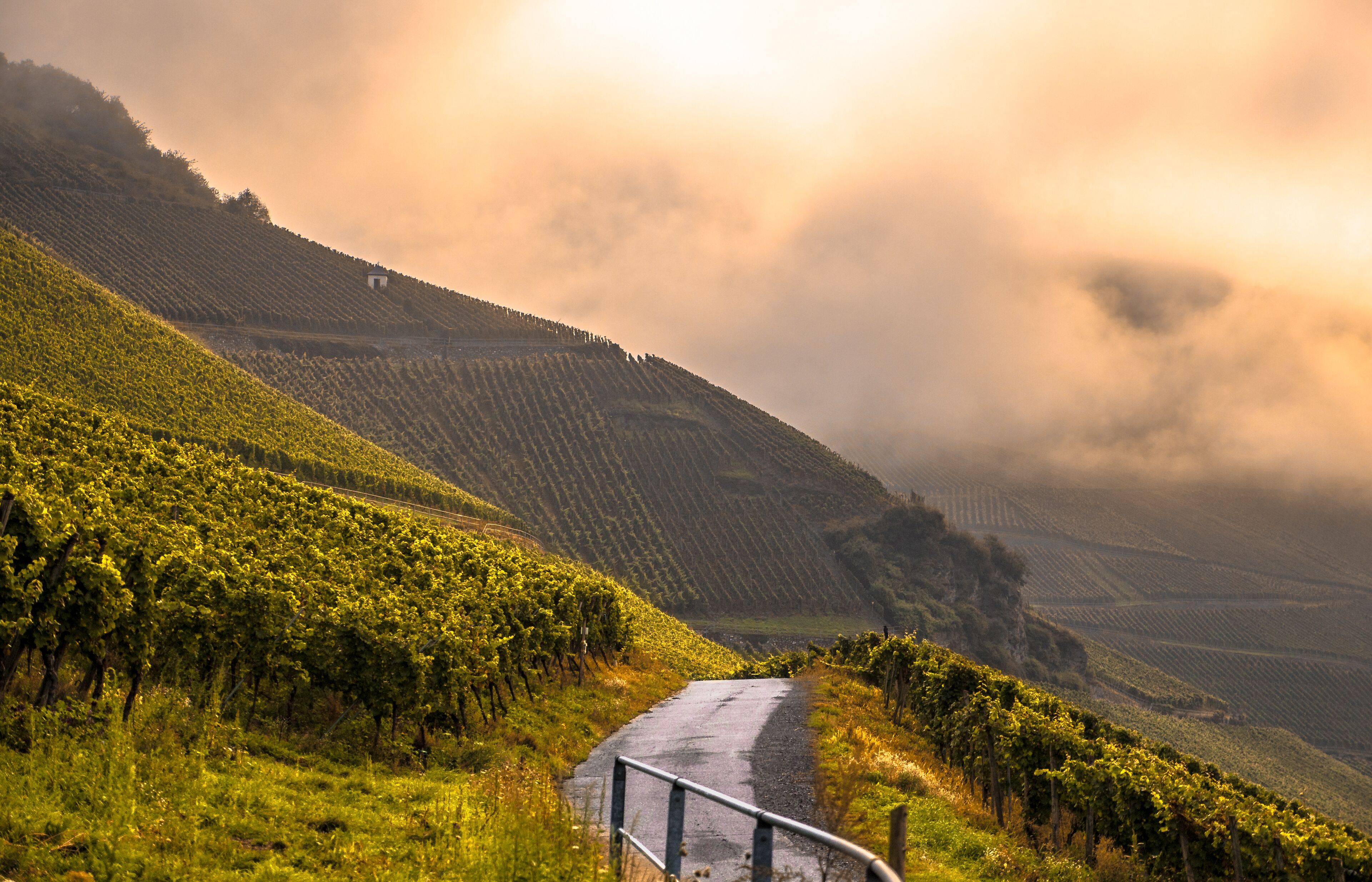 Cozy holiday in the winery on the Middle Mosel