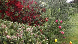 A garden with various plants and flowers, including red and pink blooms, and a grassy area. - Quiet Holiday home in the middle of the Volcano Eifel (Rheinland-Pfalz)