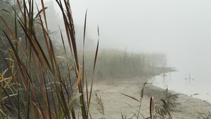 Escena de playa brumosa con pastos altos y una orilla arenosa.