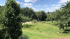 Un frondoso huerto con árboles maduros y cielo despejado.