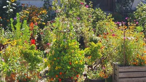 A garden with various potted plants and flowers.