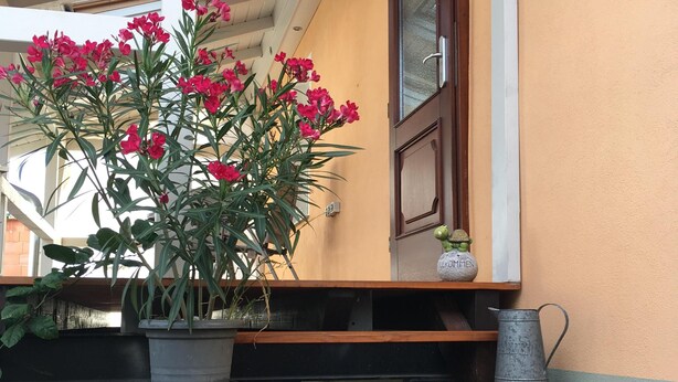 En träbänk med en krukväxt och blommor, en vattenkanna i metall och en lykta på en yta som är belagd med tegelstenar.