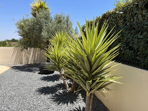 A garden with a gravel path, a large potted plant, and a hedge.