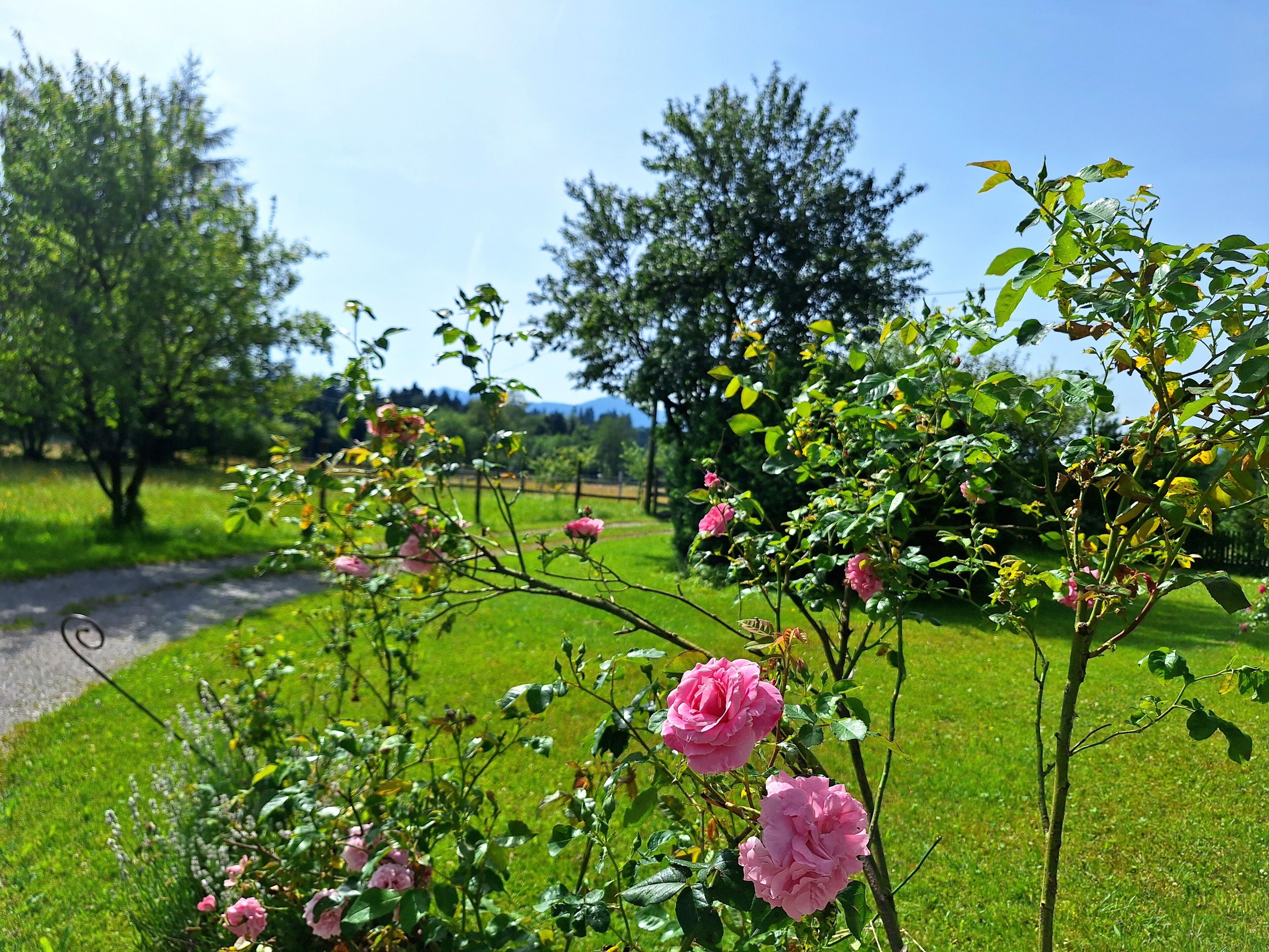Een tuin met bloeiende rozen en groen gras.