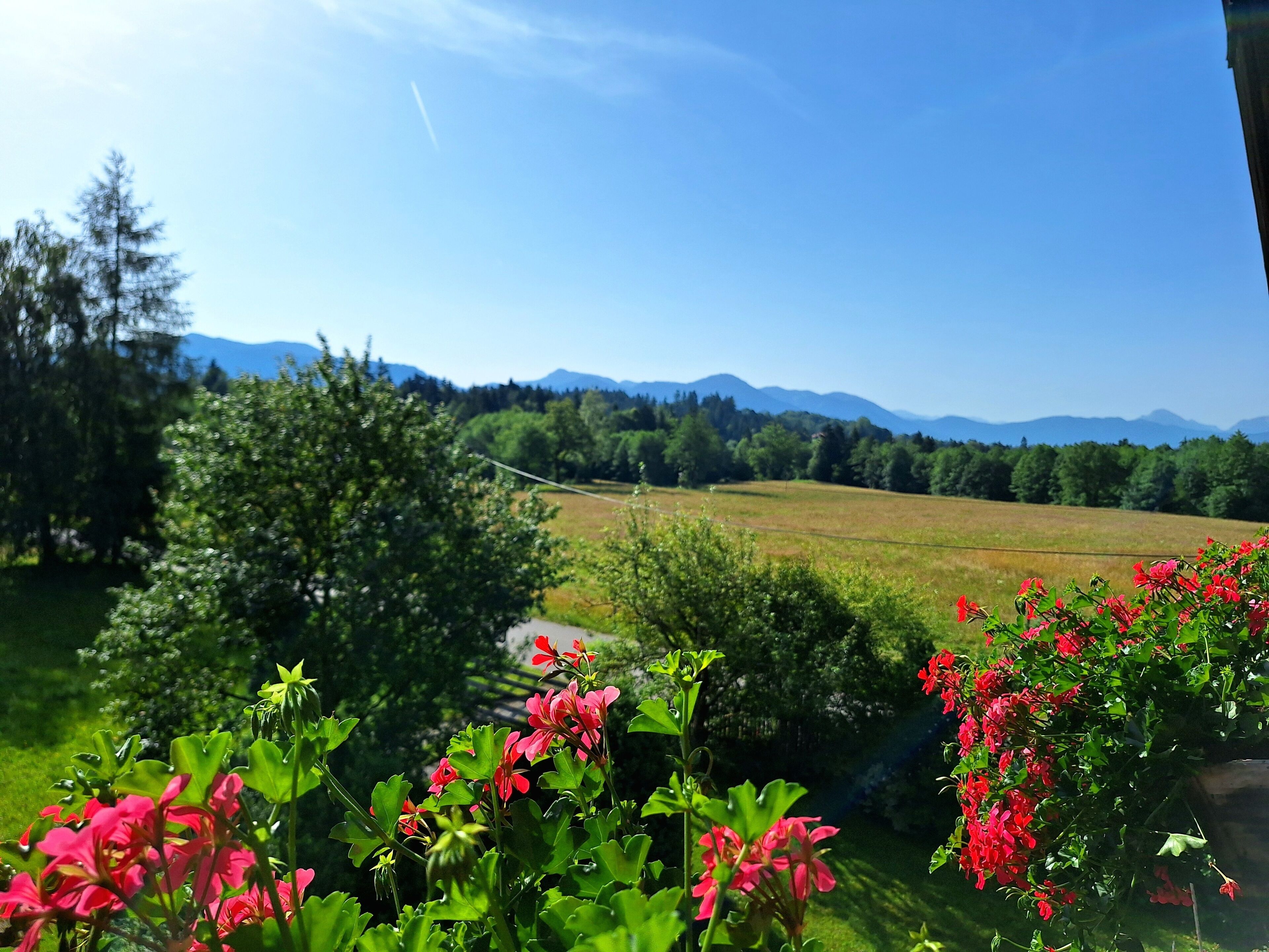 A landscape with a field, trees, and mountains in the distance.