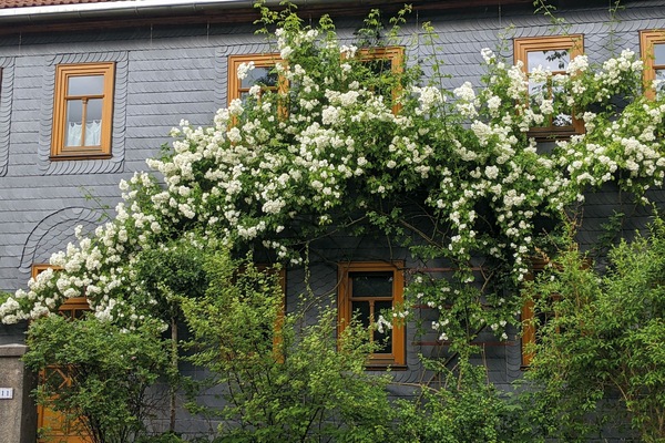 Huasfront / Front of the house
