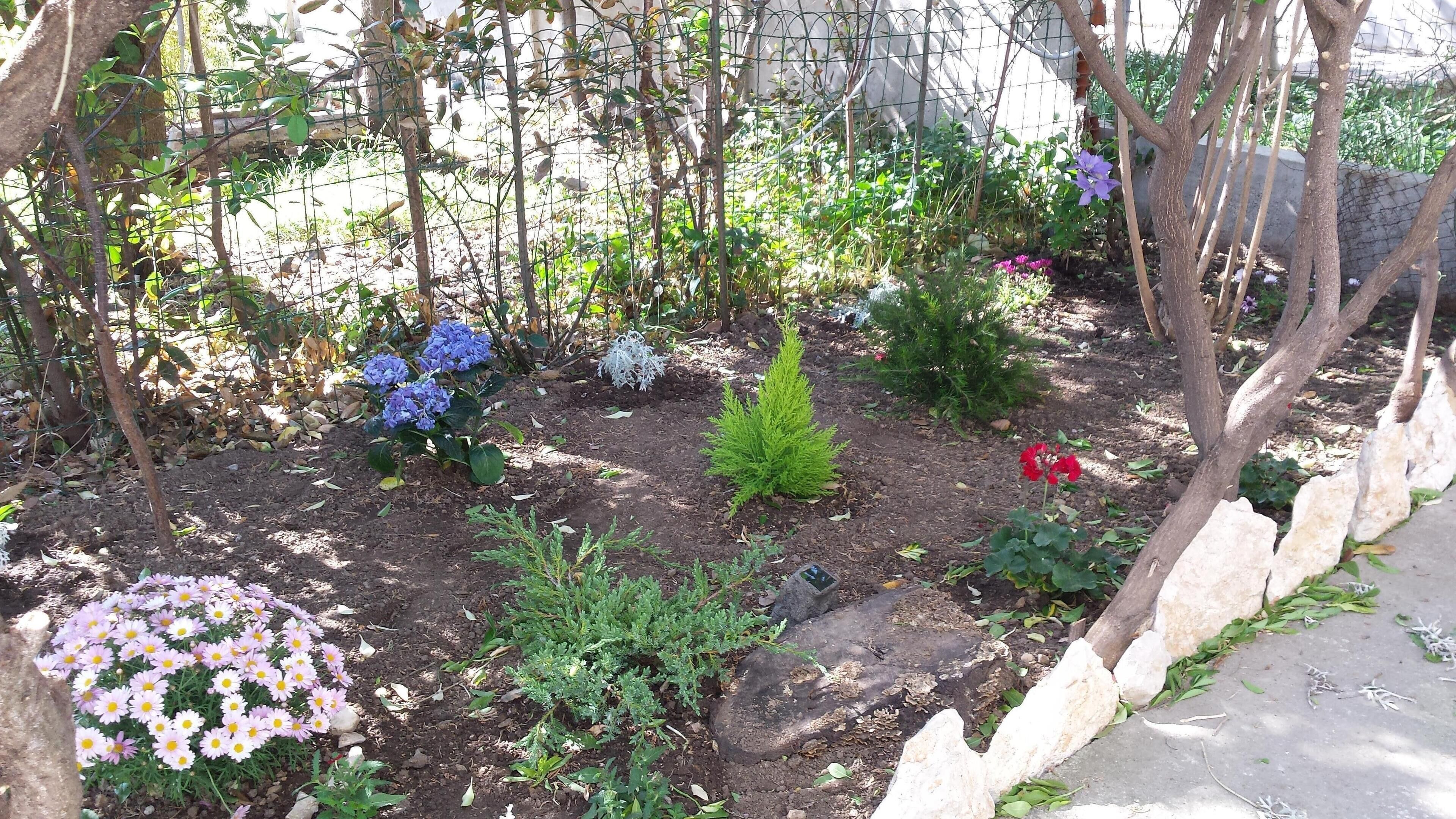 A garden with various plants and flowers, including hydrangeas and daisies.