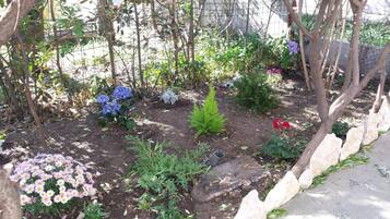 A garden with various plants and flowers, including hydrangeas and daisies.