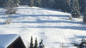 Eksteriør