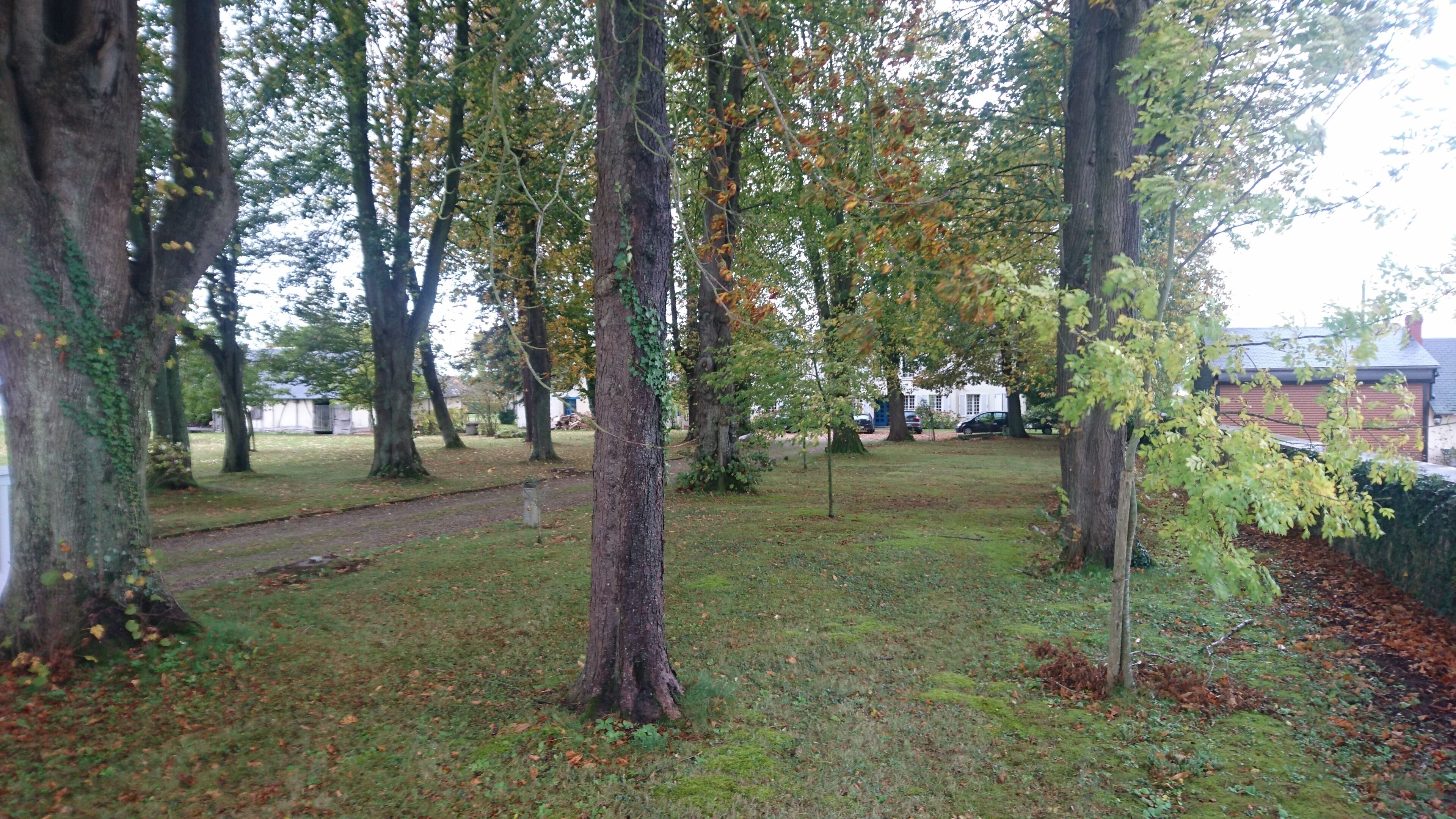Un parc avec de grands arbres, une pelouse et un sentier.