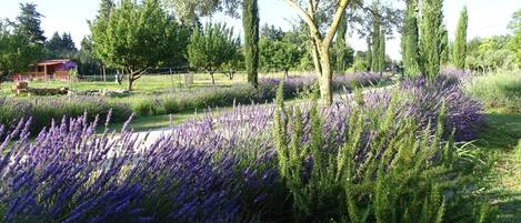 Terrein van de accommodatie