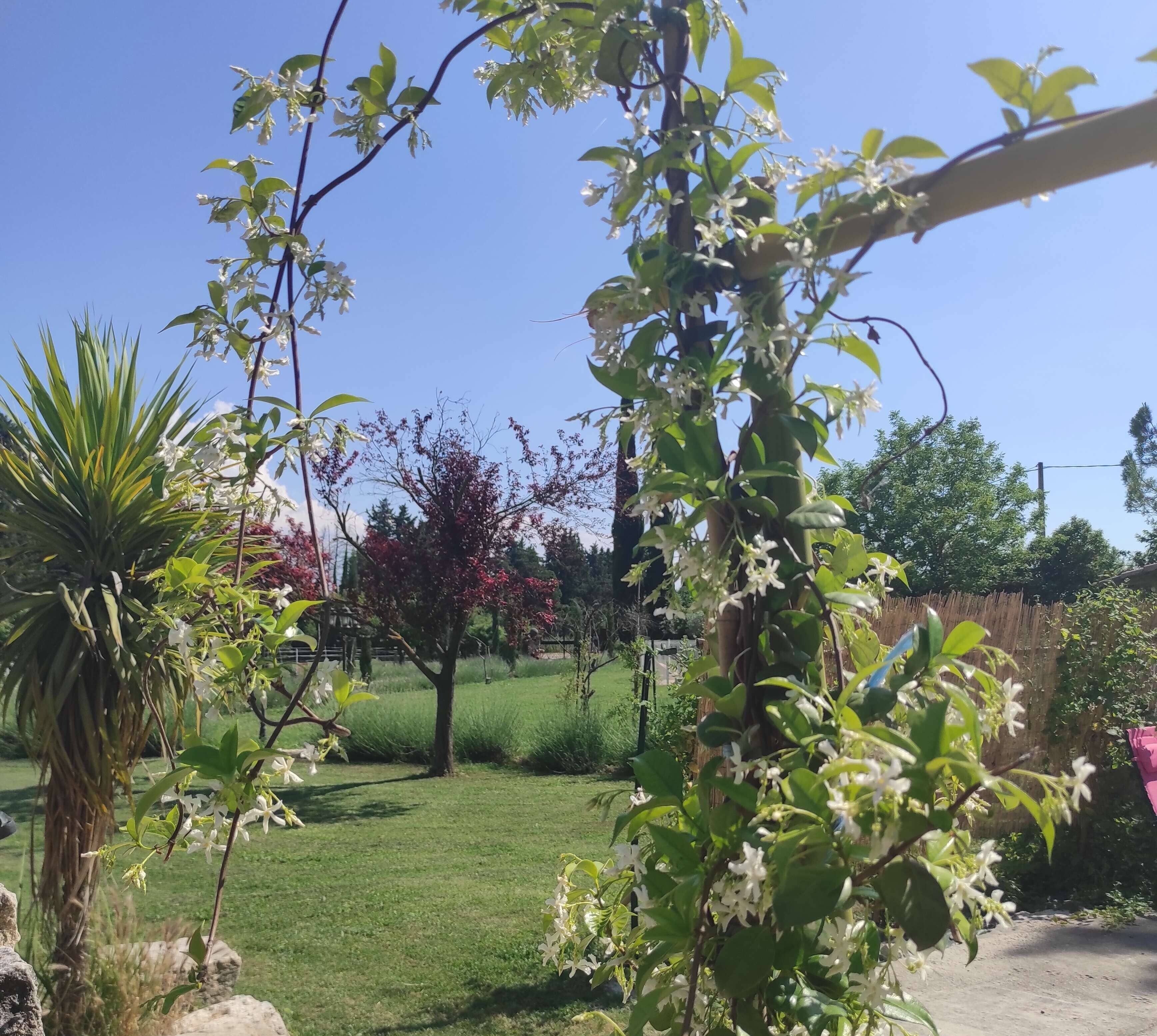 Een tuin met verschillende planten en bomen, een gazon en een hek op de achtergrond.