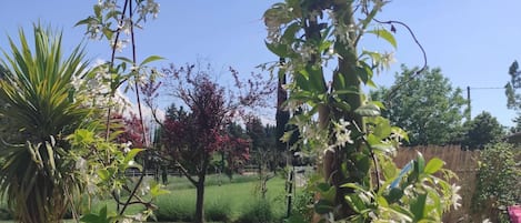 A garden with various plants and trees, a lawn, and a fence in the background.