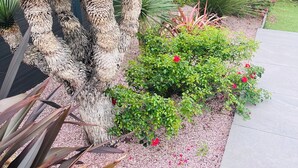 En have med yucca-planter og røde blomster.