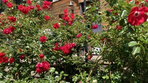 Un jardín con rosales rojos frente a un edificio de madera con ventanas amplias.