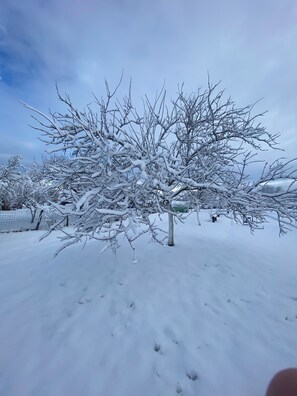 A snow-covered tree in a residential area.