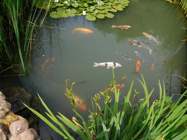 A pond with koi fish and lily pads. - You will find relaxation and a peaceful idyll here in the Apartment-Feldsteingarten (Luckau (Wendland))