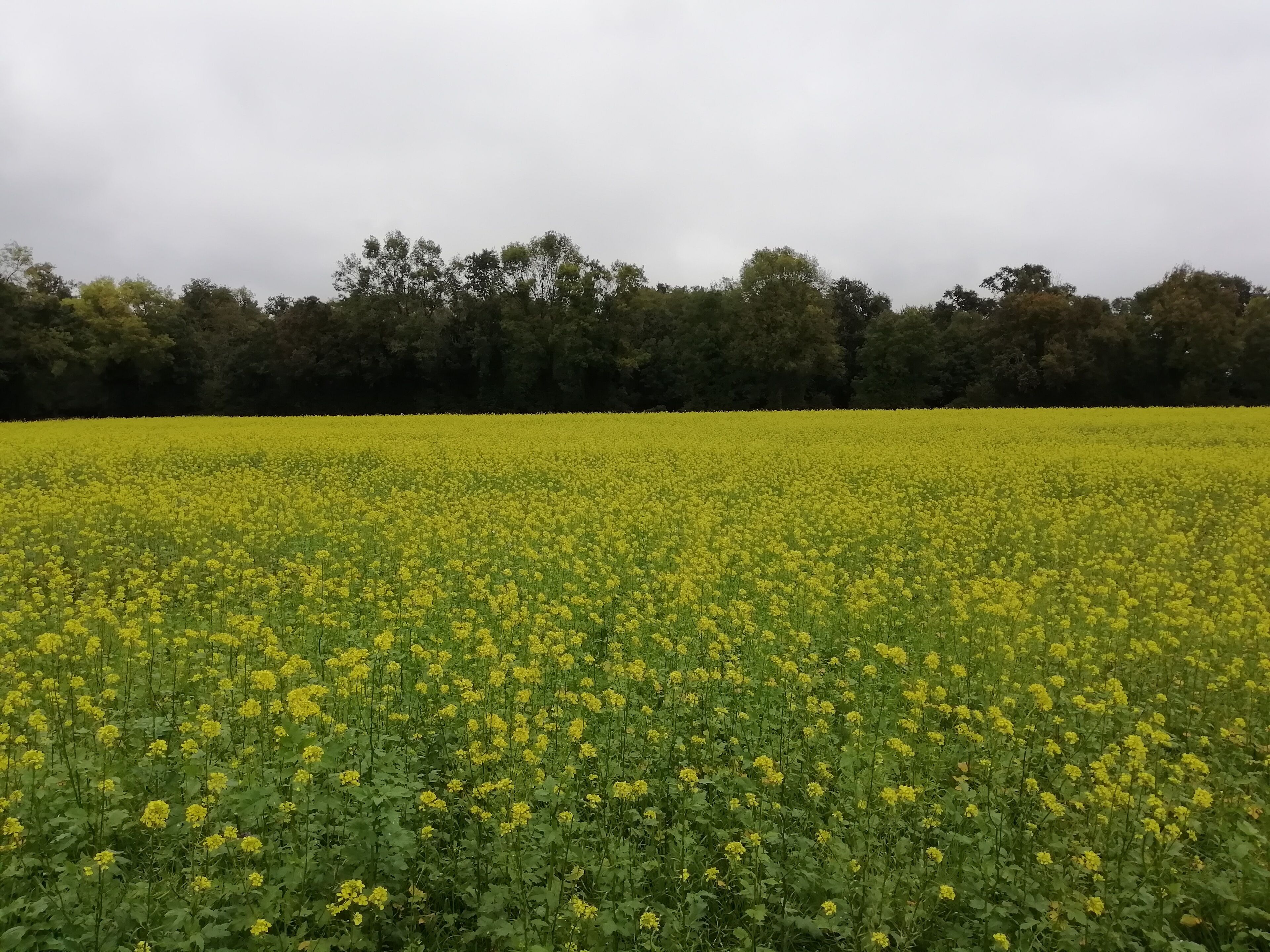 A field of yellow flowers with a line of trees in the background.