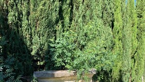 Een waterpartij van steen met waterval, omringd door weelderige begroeiing en hoge bomen.