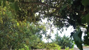 Zona de piscina con escalones que conducen a un edificio, rodeada de plantas en macetas y follaje.