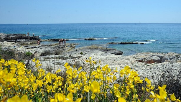 A rocky coastal area with clear blue sea and yellow flowers in the foreground. - Charming 2-Bedroom Apartment for Four, With Parking (Pula)